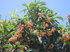 The loquat trees are full of berries, birds and squirrels