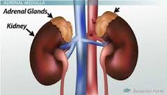 adrenals atop kidneys