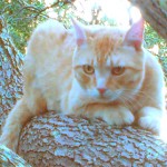 Benny in tree crouching cropped72