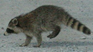 raccoon crossing the road