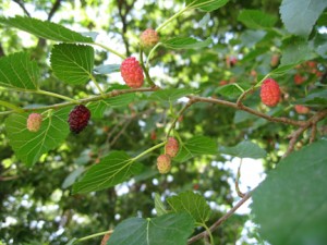 mulberry inside tree72