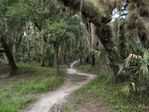 wooded trail