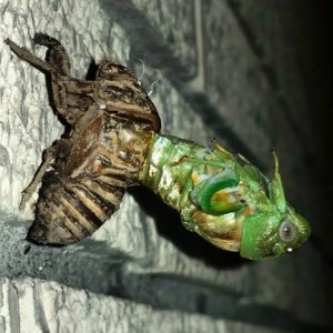 cicada shell new one emerging