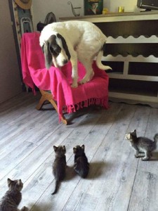 dog on chair kittens on floor