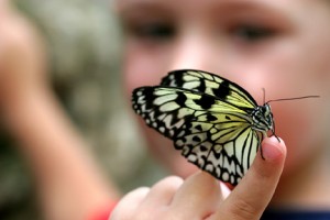 Butterfly-Boy