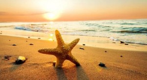 beach starfish