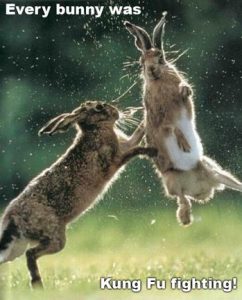 bunnies kung fu fighting