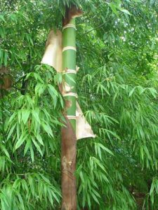 bamboo-stalk