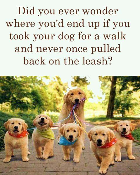 dog-walking-pups-on-leash
