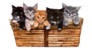 Kittens-in-a-basket3x6