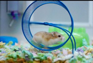 hamster-wheel