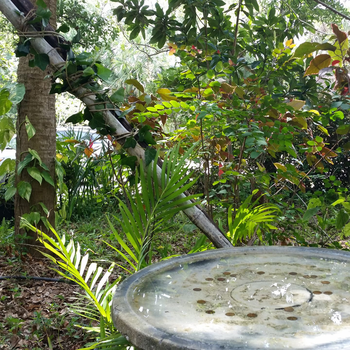 Use pre1982 copper pennies to keep algae out of the birdbath Andrea